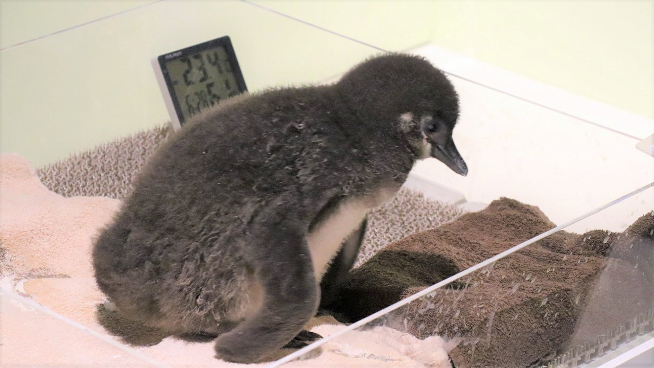 祝 誕生 生後１か月の赤ちゃんペンギン すみだ水族館 スカイツリー おしあげ探検隊