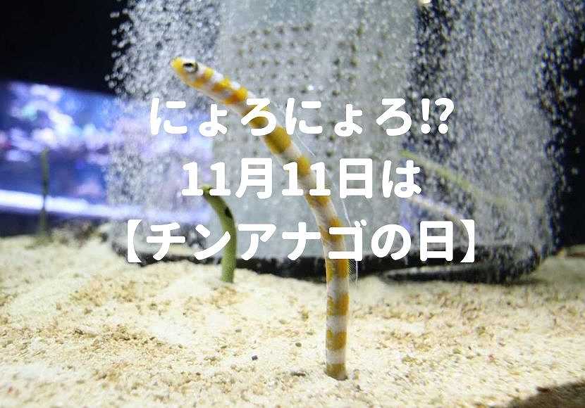 チンアナゴの日 すみだ水族館はチンアナゴ三昧 ニシキアナゴ 11月11日 おしあげ探検隊