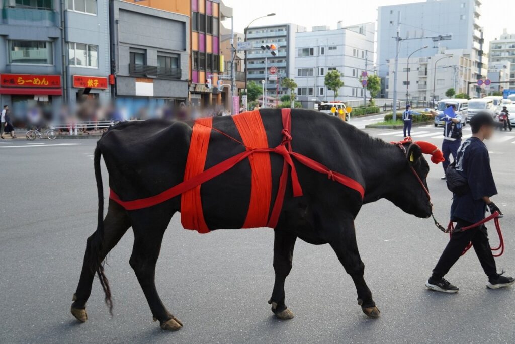 【牛嶋神社】5年に一度の例大祭で牛車の巡行や51基のお神輿が宮入します 【御鎮座1165年 鳳輦神幸祭】｜おしあげ探検隊