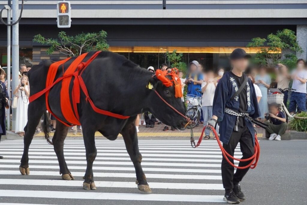 【牛嶋神社】5年に一度の例大祭で牛車の巡行や51基のお神輿が宮入します 【御鎮座1165年 鳳輦神幸祭】｜おしあげ探検隊