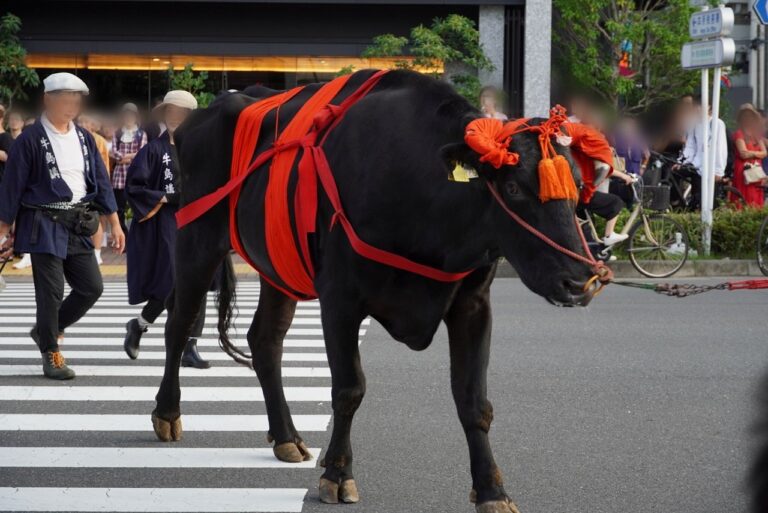 【牛嶋神社】5年に一度の例大祭で牛車の巡行や51基のお神輿が宮入します 【御鎮座1165年 鳳輦神幸祭】｜おしあげ探検隊
